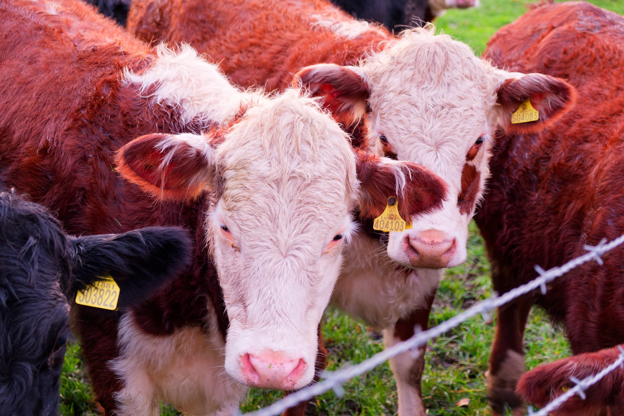 Jodrell Bank Observatory